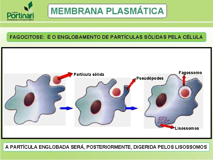 MEMBRANA PLASMÁTICA FAGOCITOSE: É O ENGLOBAMENTO DE PARTÍCULAS SÓLIDAS PELA CÉLULA Partícula sólida Fagossomo