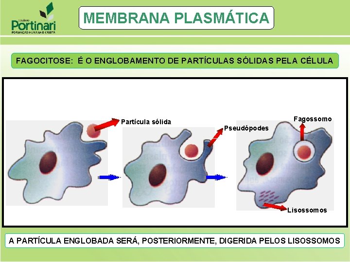 MEMBRANA PLASMÁTICA FAGOCITOSE: É O ENGLOBAMENTO DE PARTÍCULAS SÓLIDAS PELA CÉLULA Partícula sólida Fagossomo MEMBRANA PLASMÁTICA FAGOCITOSE: É O ENGLOBAMENTO DE PARTÍCULAS SÓLIDAS PELA CÉLULA Partícula sólida Fagossomo