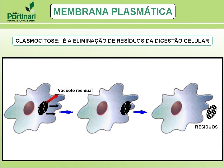 MEMBRANA PLASMÁTICA CLASMOCITOSE: É A ELIMINAÇÃO DE RESÍDUOS DA DIGESTÃO CELULAR Vacúolo resídual RESÍDUOS MEMBRANA PLASMÁTICA CLASMOCITOSE: É A ELIMINAÇÃO DE RESÍDUOS DA DIGESTÃO CELULAR Vacúolo resídual RESÍDUOS