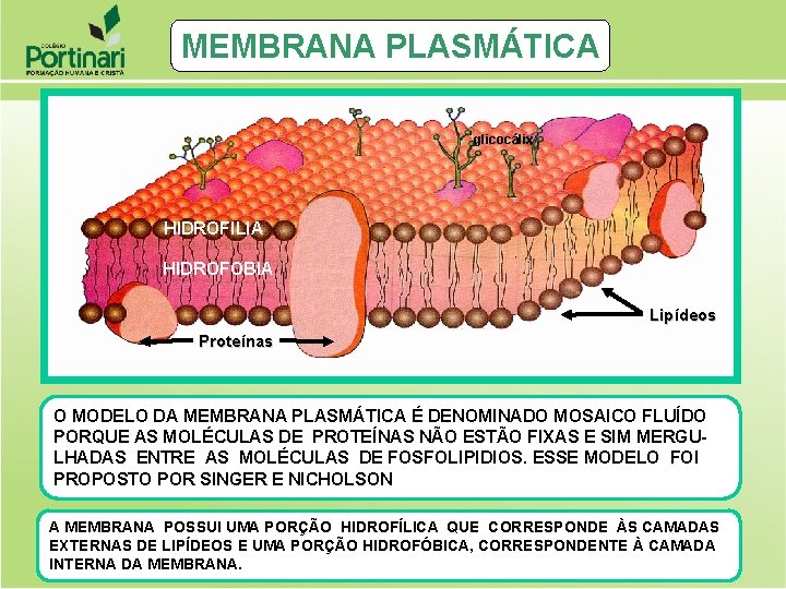 MEMBRANA PLASMÁTICA glicocálix HIDROFILIA HIDROFOBIA Lipídeos Proteínas O MODELO DA MEMBRANA PLASMÁTICA É DENOMINADO