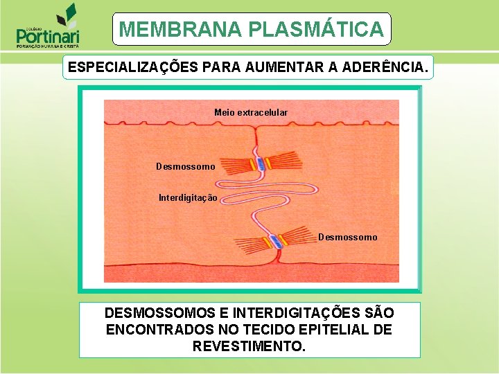 MEMBRANA PLASMÁTICA ESPECIALIZAÇÕES PARA AUMENTAR A ADERÊNCIA. Meio extracelular Desmossomo Interdigitação Desmossomo DESMOSSOMOS E MEMBRANA PLASMÁTICA ESPECIALIZAÇÕES PARA AUMENTAR A ADERÊNCIA. Meio extracelular Desmossomo Interdigitação Desmossomo DESMOSSOMOS E
