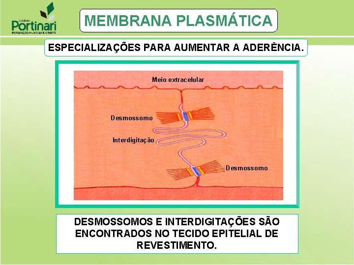 MEMBRANA PLASMÁTICA ESPECIALIZAÇÕES PARA AUMENTAR A ADERÊNCIA. Meio extracelular Desmossomo Interdigitação Desmossomo DESMOSSOMOS E