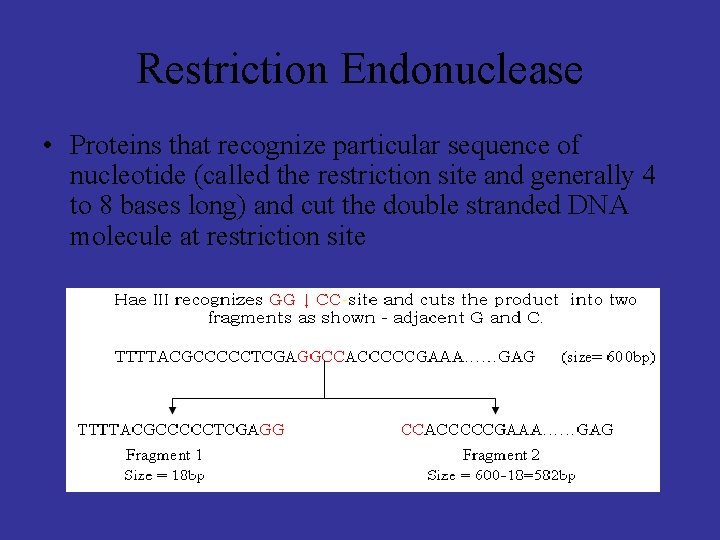 Restriction Endonuclease • Proteins that recognize particular sequence of nucleotide (called the restriction site