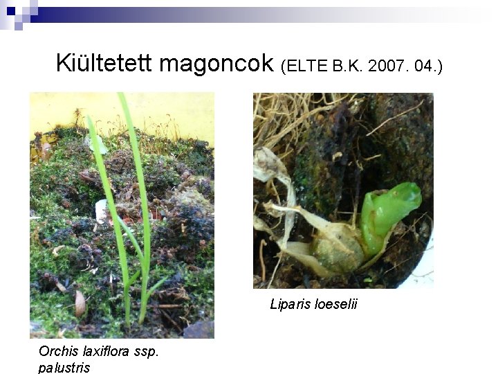 Kiültetett magoncok (ELTE B. K. 2007. 04. ) Liparis loeselii Orchis laxiflora ssp. palustris