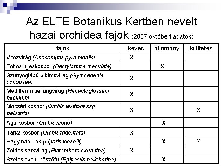 Az ELTE Botanikus Kertben nevelt hazai orchidea fajok (2007 októberi adatok) fajok Vitézvirág (Anacamptis