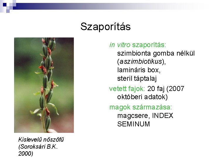 Szaporítás in vitro szaporítás: szimbionta gomba nélkül (aszimbiotikus), lamináris box, steril táptalaj vetett fajok: