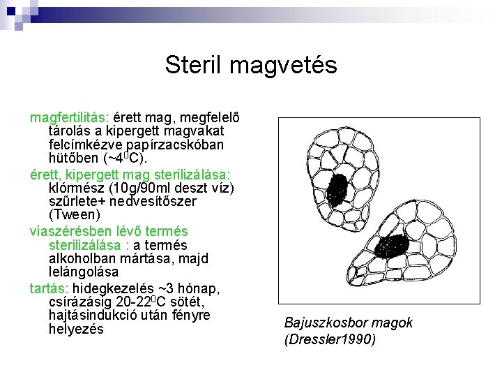 Steril magvetés magfertilitás: érett mag, megfelelő tárolás a kipergett magvakat felcímkézve papírzacskóban hütőben (~40