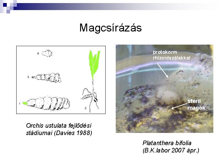 Magcsírázás protokorm rhizoidszálakkal steril magok Orchis ustulata fejlődési stádiumai (Davies 1988) Platanthera bifolia (B.