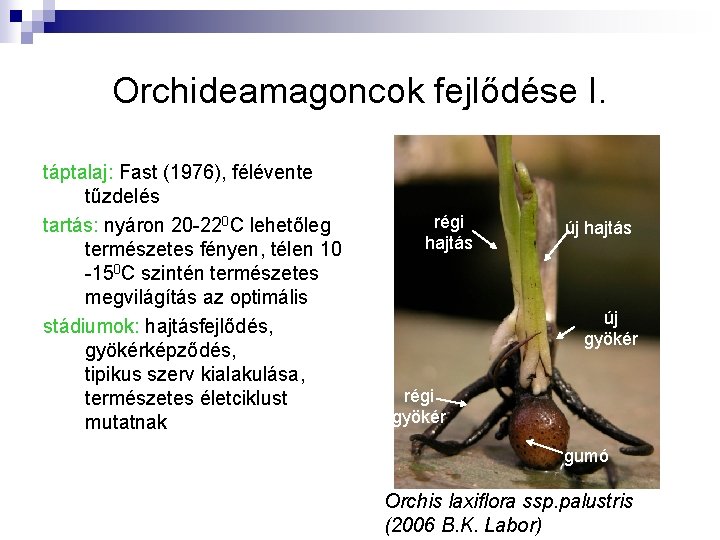 Orchideamagoncok fejlődése I. táptalaj: Fast (1976), félévente tűzdelés tartás: nyáron 20 -220 C lehetőleg