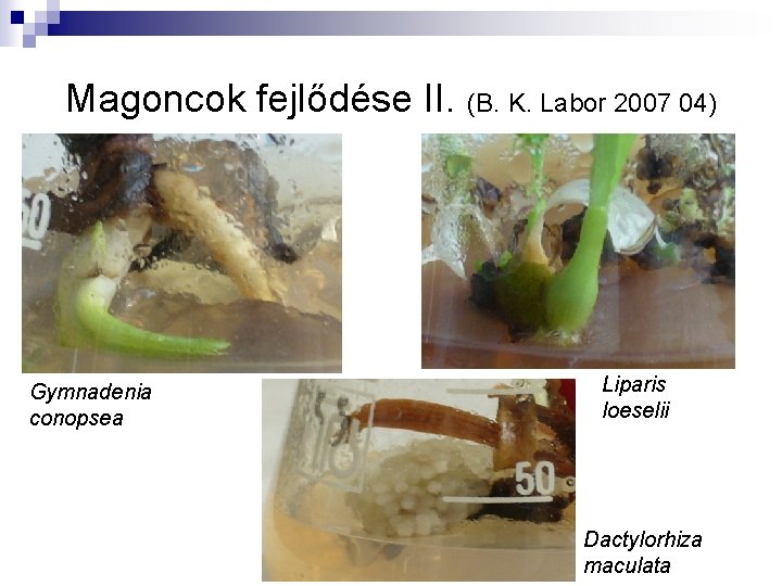 Magoncok fejlődése II. (B. K. Labor 2007 04) Gymnadenia conopsea Liparis loeselii Dactylorhiza maculata