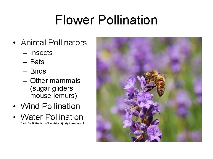 Flower Pollination • Animal Pollinators – – Insects Bats Birds Other mammals (sugar gliders,