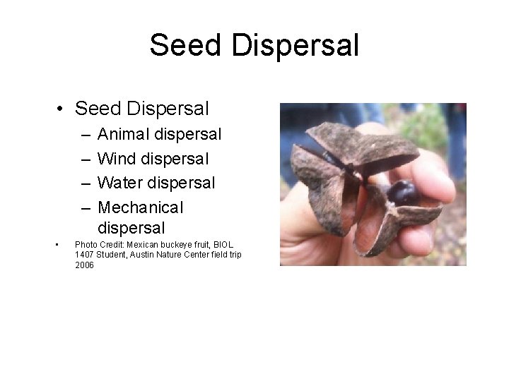 Seed Dispersal • Seed Dispersal – – • Animal dispersal Wind dispersal Water dispersal