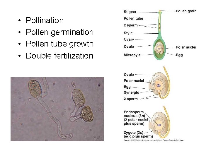  • • Pollination Pollen germination Pollen tube growth Double fertilization 