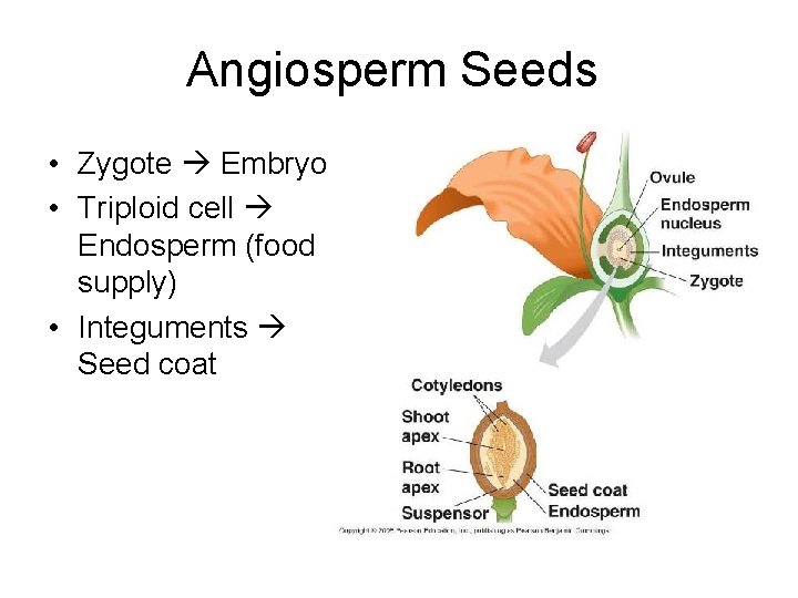 Angiosperm Seeds • Zygote Embryo • Triploid cell Endosperm (food supply) • Integuments Seed