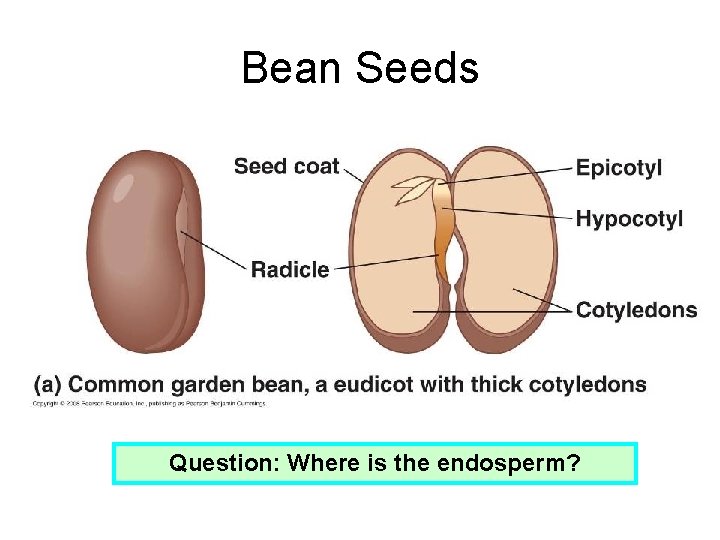 Bean Seeds Question: Where is the endosperm? 