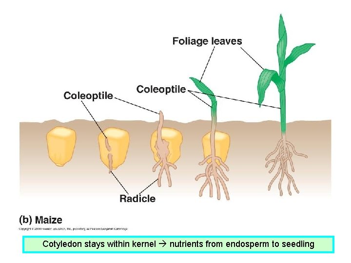 Cotyledon stays within kernel nutrients from endosperm to seedling 