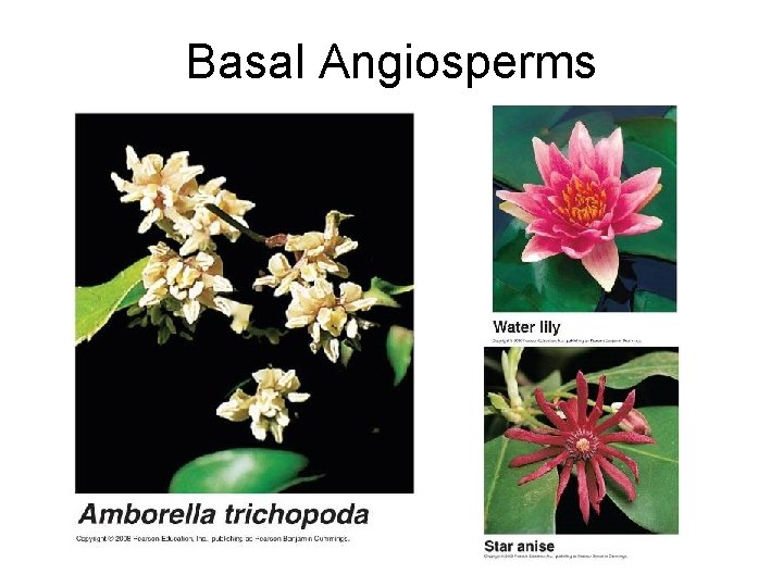 Basal Angiosperms 