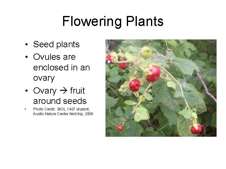 Flowering Plants • Seed plants • Ovules are enclosed in an ovary • Ovary