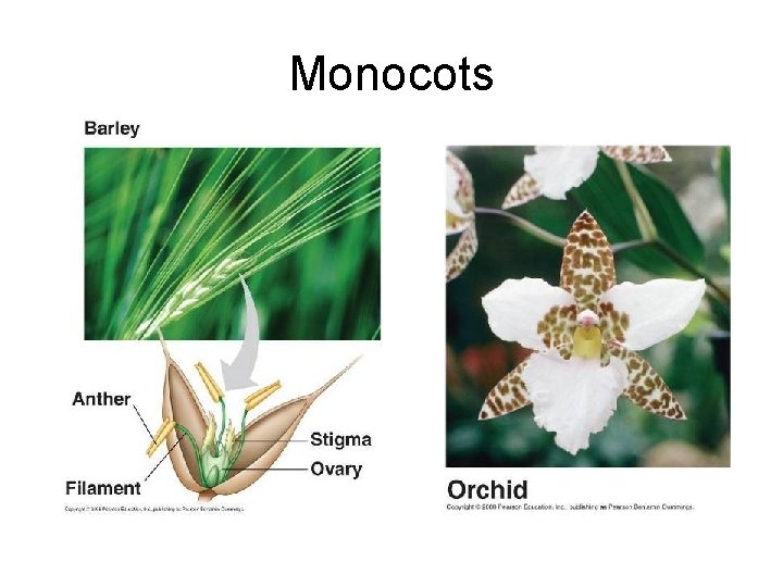 Monocots 