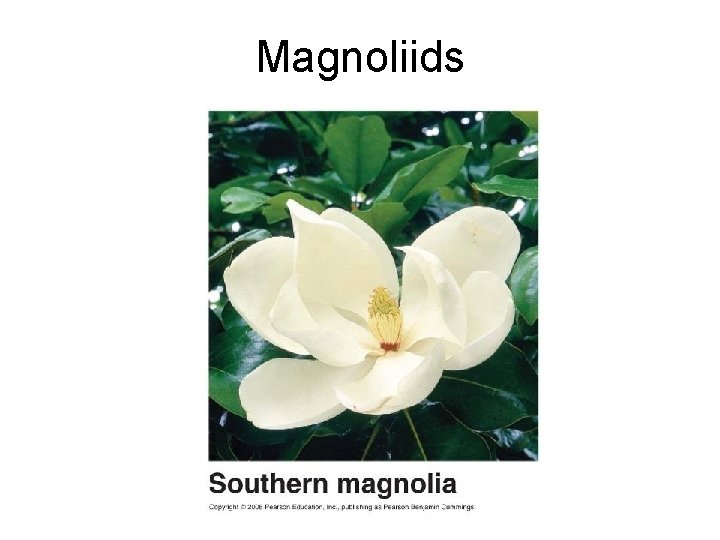 Magnoliids 