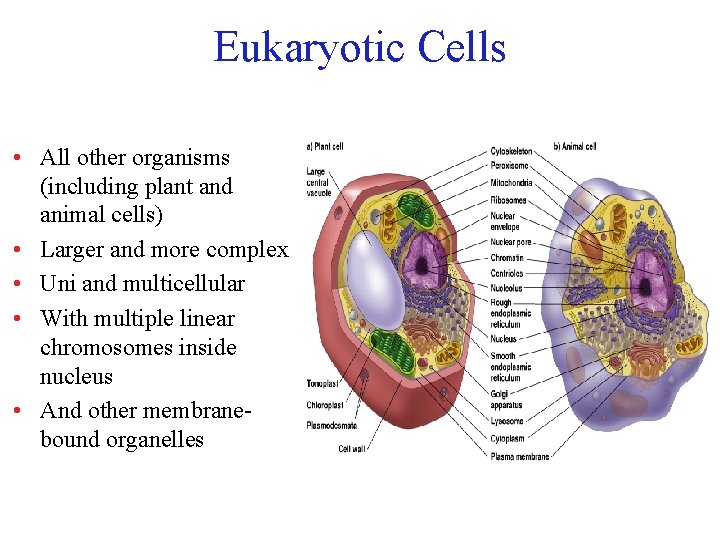 Eukaryotic Cells • All other organisms (including plant and animal cells) • Larger and