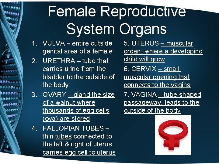 Female Reproductive System Organs 1. VULVA – entire outside genital area of a female