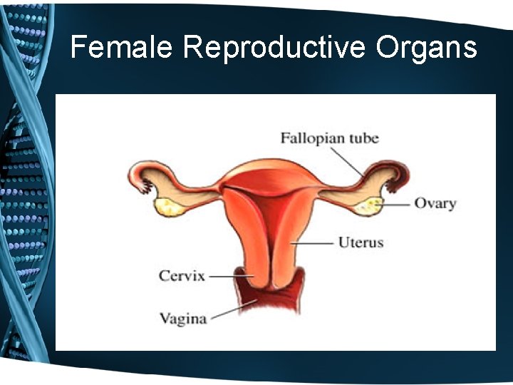 Female Reproductive Organs 