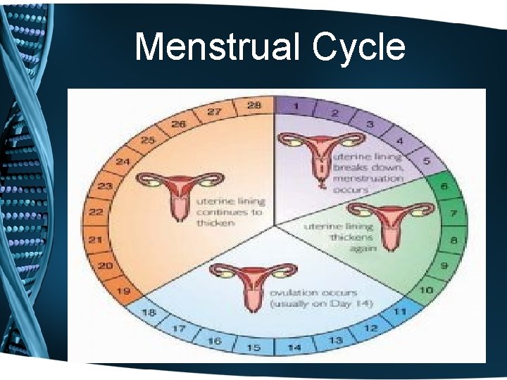 Menstrual Cycle 