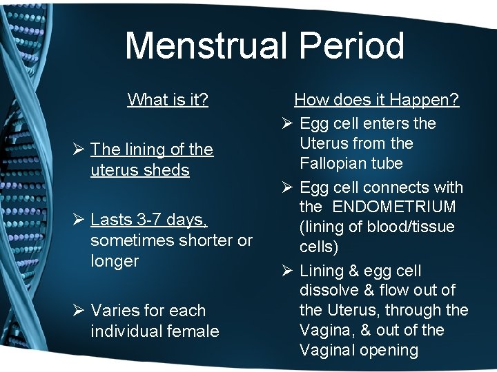 Menstrual Period What is it? Ø The lining of the uterus sheds Ø Lasts