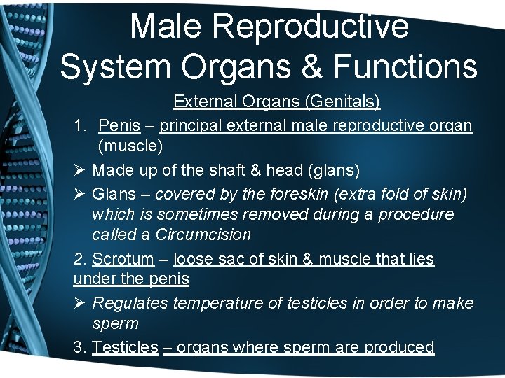 Male Reproductive System Organs & Functions External Organs (Genitals) 1. Penis – principal external