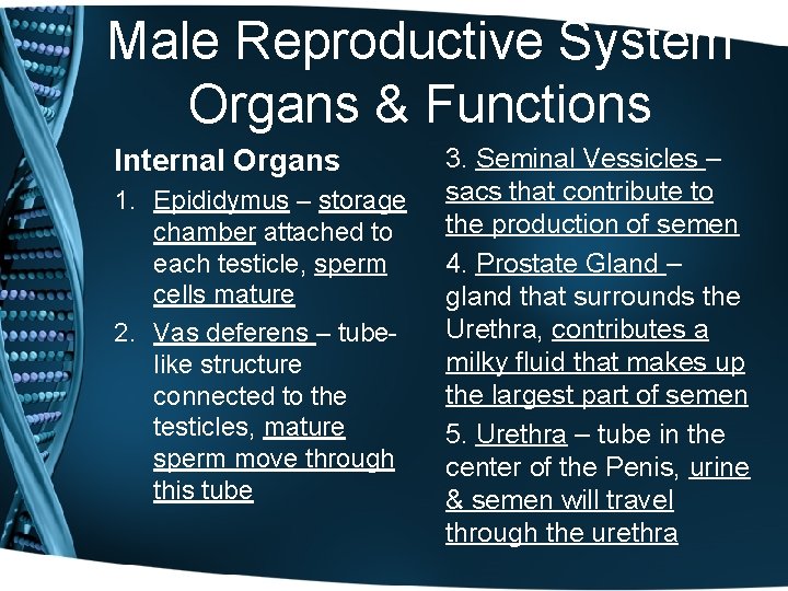Male Reproductive System Organs & Functions Internal Organs 1. Epididymus – storage chamber attached
