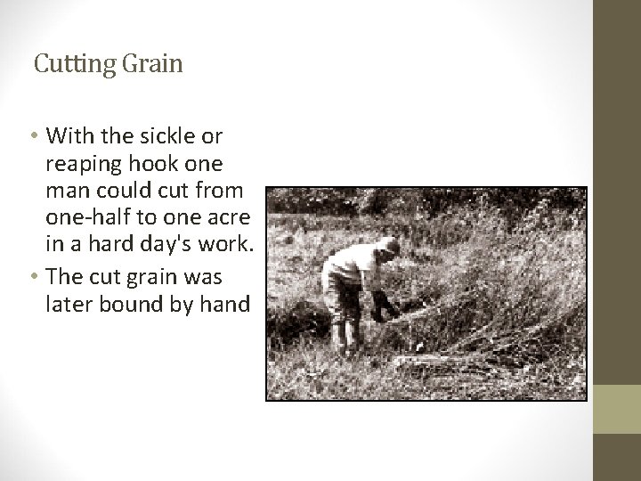 Cutting Grain • With the sickle or reaping hook one man could cut from