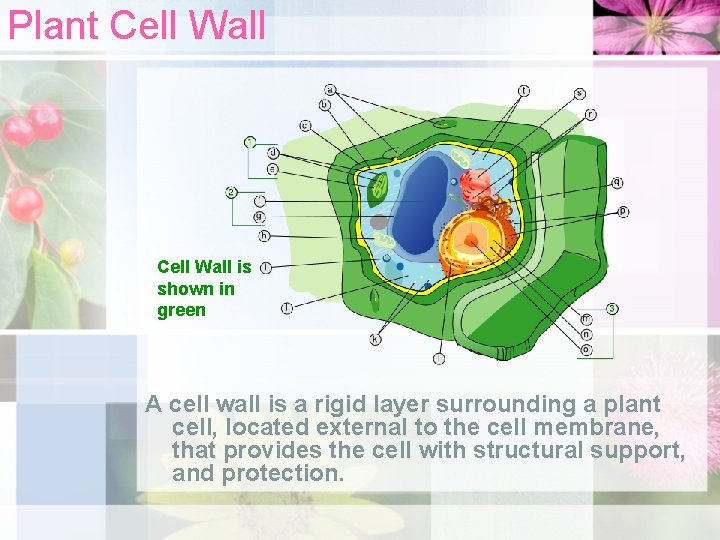 Cells The Building Blocks of Life The cell