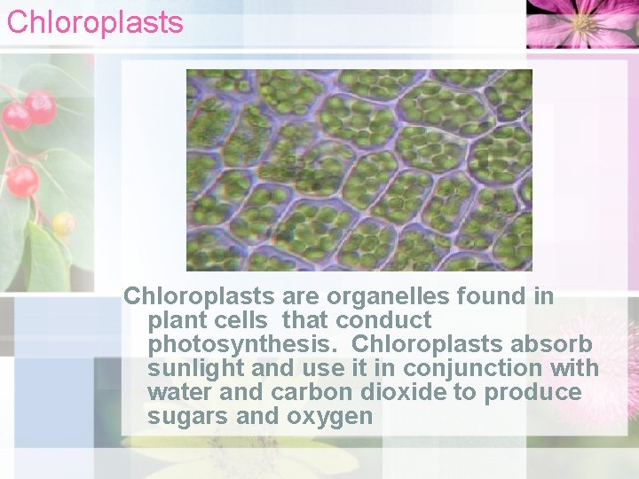 Cells The Building Blocks of Life The cell