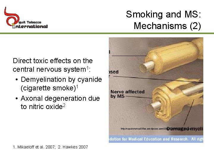 Smoking and MS: Mechanisms (2) Direct toxic effects on the central nervous system 1: