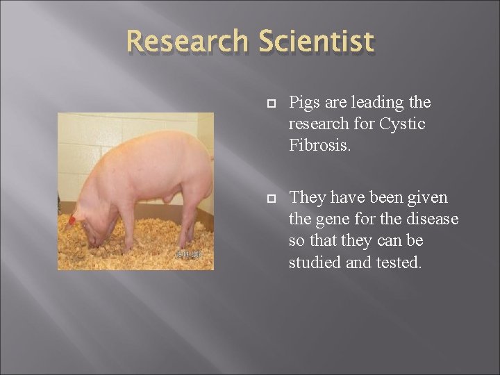 Research Scientist Pigs are leading the research for Cystic Fibrosis. They have been given