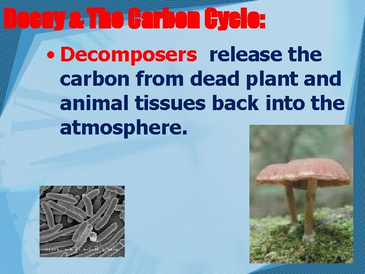 Decay & The Carbon Cycle: • Decomposers release the carbon from dead plant and