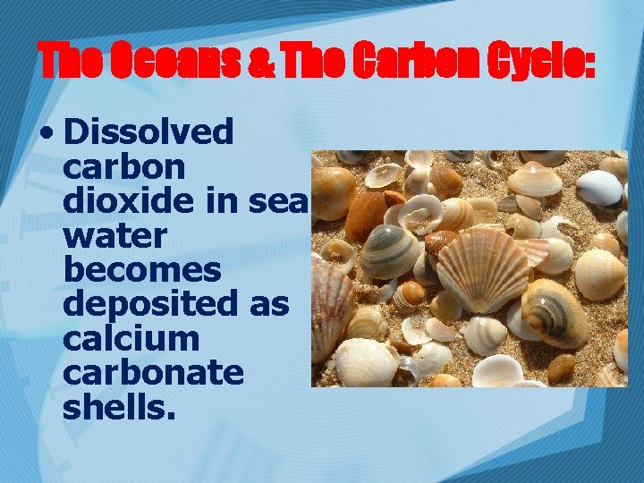 The Oceans & The Carbon Cycle: • Dissolved carbon dioxide in sea water becomes