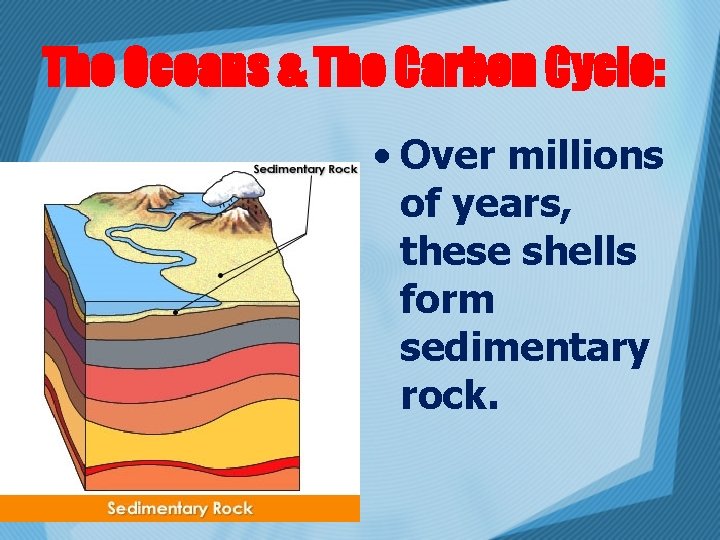 The Oceans & The Carbon Cycle: • Over millions of years, these shells form