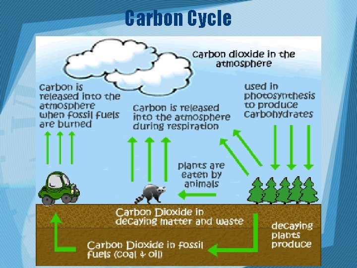 Carbon Cycle 