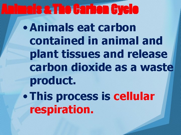 Animals & The Carbon Cycle • Animals eat carbon contained in animal and plant