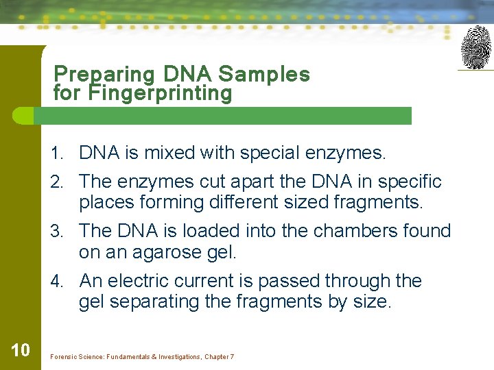 Preparing DNA Samples for Fingerprinting 1. DNA is mixed with special enzymes. 2. The
