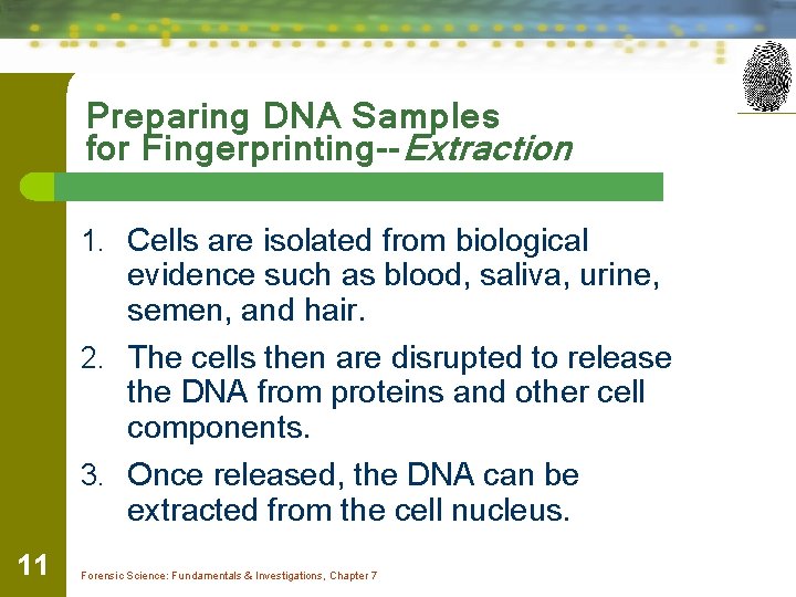 Preparing DNA Samples for Fingerprinting--Extraction 1. Cells are isolated from biological evidence such as