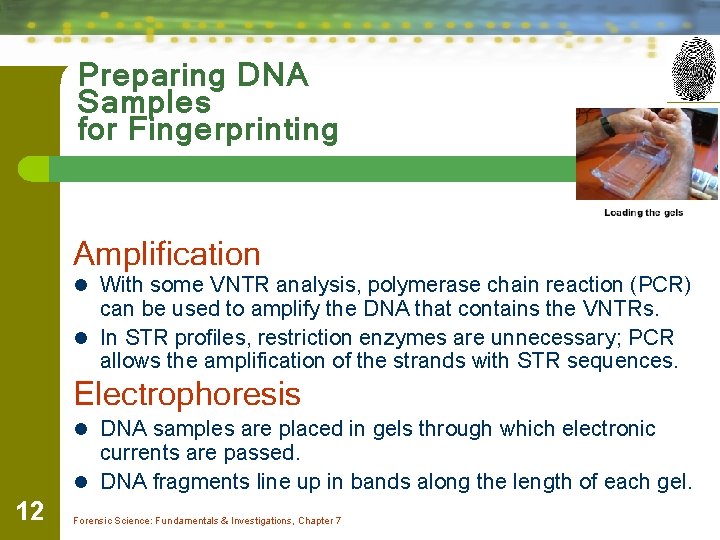 Preparing DNA Samples for Fingerprinting Amplification l With some VNTR analysis, polymerase chain reaction