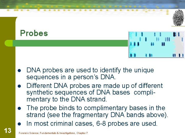 Probes l l 13 DNA probes are used to identify the unique sequences in
