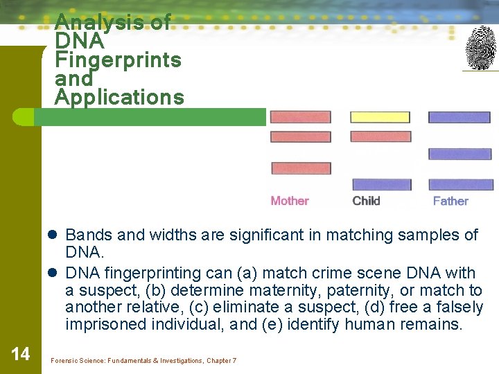 Analysis of DNA Fingerprints and Applications l Bands and widths are significant in matching