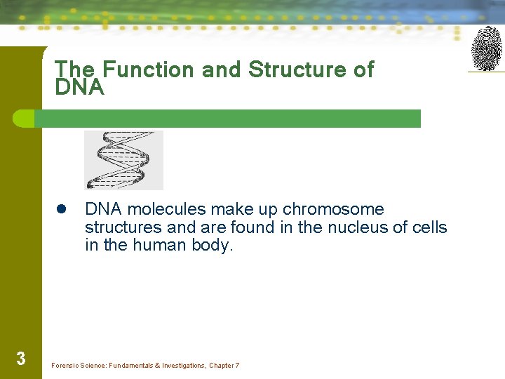 The Function and Structure of DNA l 3 DNA molecules make up chromosome structures