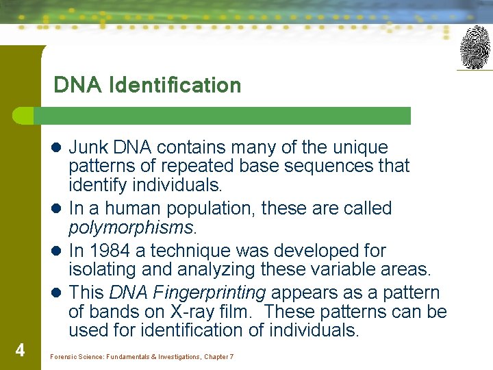 DNA Identification l Junk DNA contains many of the unique patterns of repeated base