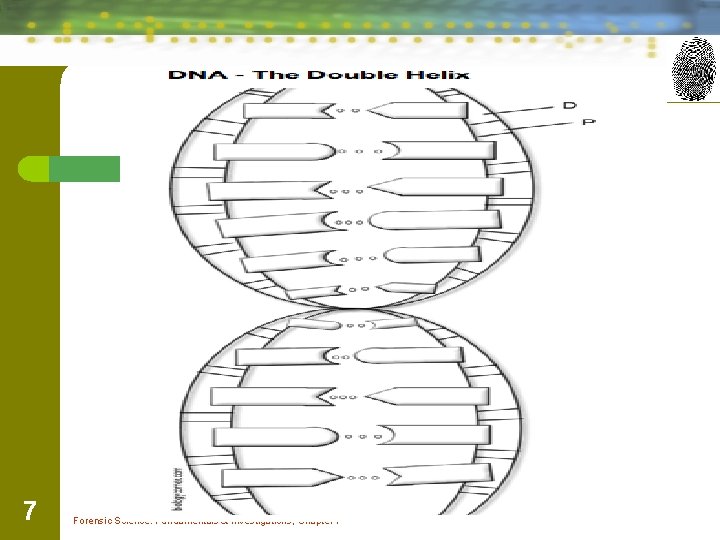 7 Forensic Science: Fundamentals & Investigations, Chapter 7 