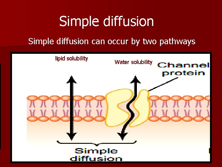 Simple diffusion can occur by two pathways lipid solubility Water solubility 